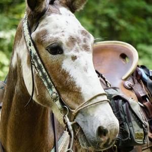 Meet your Posher, Jenifer